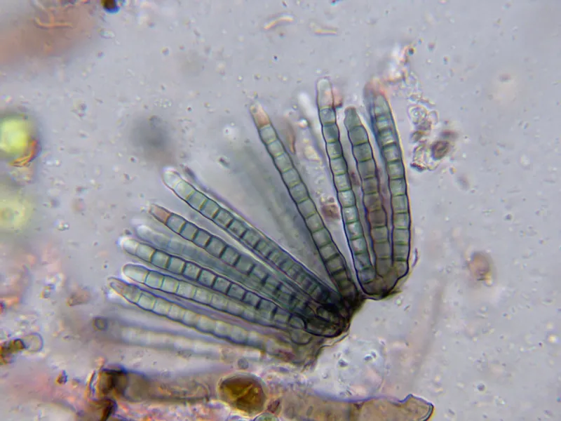 Cryptocoryneum condensatum Conidios-002